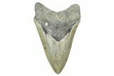 Serrated, Fossil Megalodon Tooth - North Carolina #371661-1